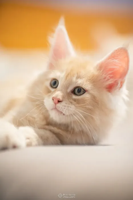Abacoon's URS, chaton Maine Coon de la portée du 13 octobre 2023, élevage Abacoon