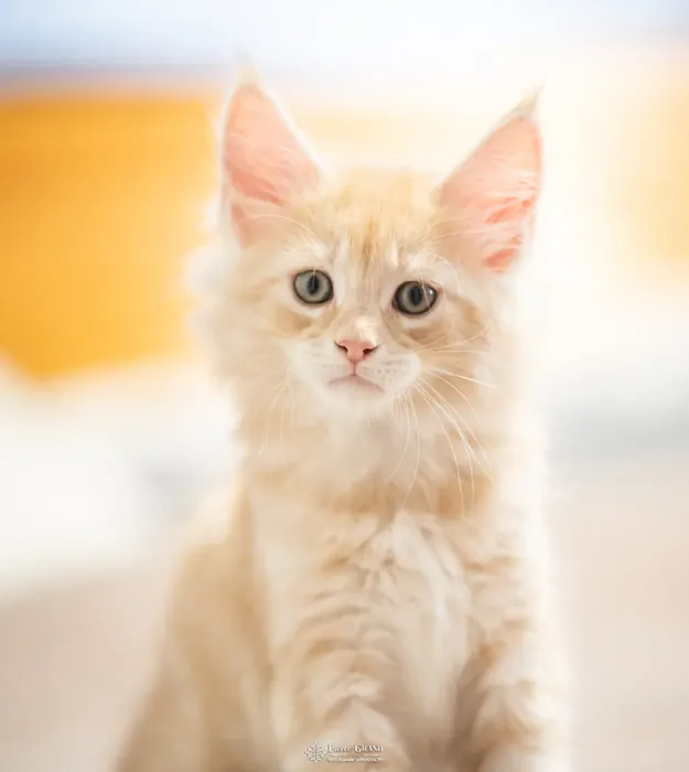 Abacoon's URS, chaton Maine Coon de la portée du 13 octobre 2023, élevage Abacoon