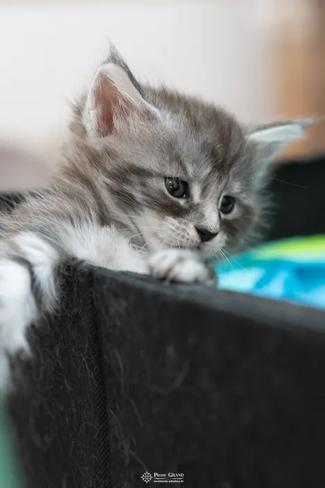 Abacoon's ALIZAH, chaton Maine Coon de la portée du 27 décembre 2025, élevage Abacoon