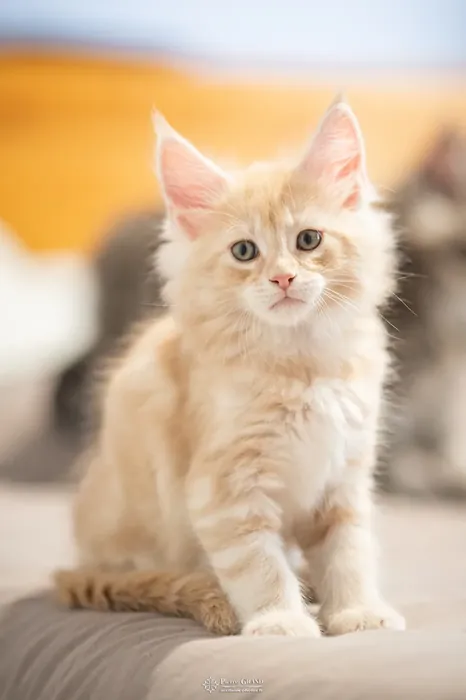 Abacoon's URS, chaton Maine Coon de la portée du 13 octobre 2023, élevage Abacoon