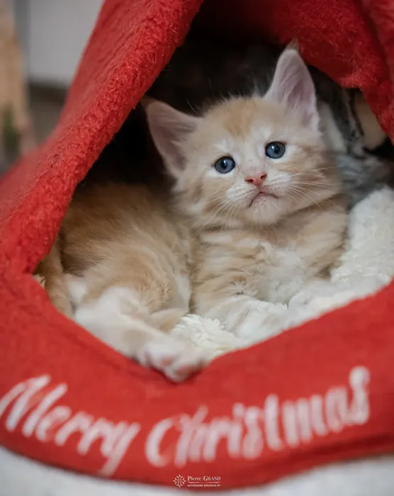 Abacoon's URS, chaton Maine Coon de la portée du 13 octobre 2023, élevage Abacoon