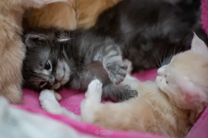 Abacoon's URIEL, chaton Maine Coon de la portée du 13 octobre 2023, élevage Abacoon