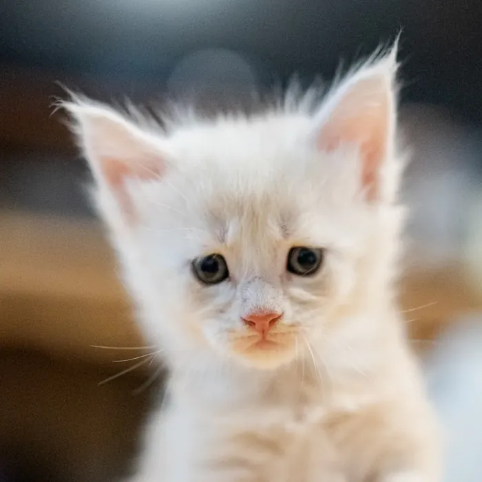 Abacoon's UGO, chaton Maine Coon de la portée du 13 octobre 2023, élevage Abacoon