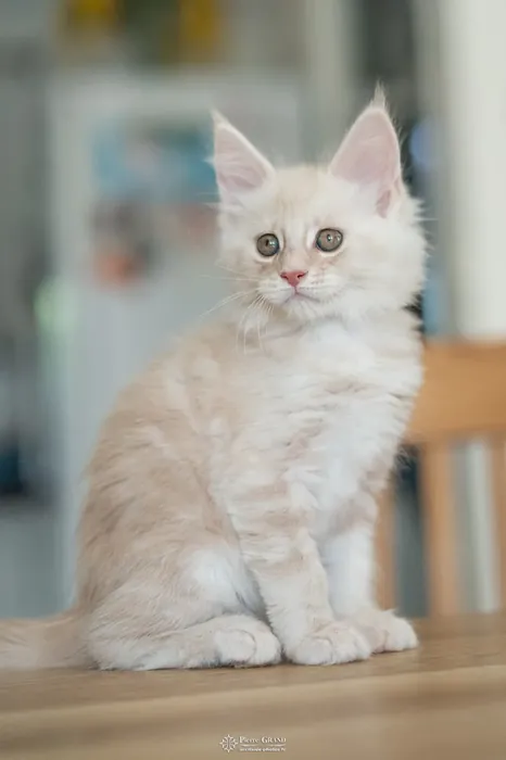 Abacoon's UGO, chaton Maine Coon de la portée du 13 octobre 2023, élevage Abacoon