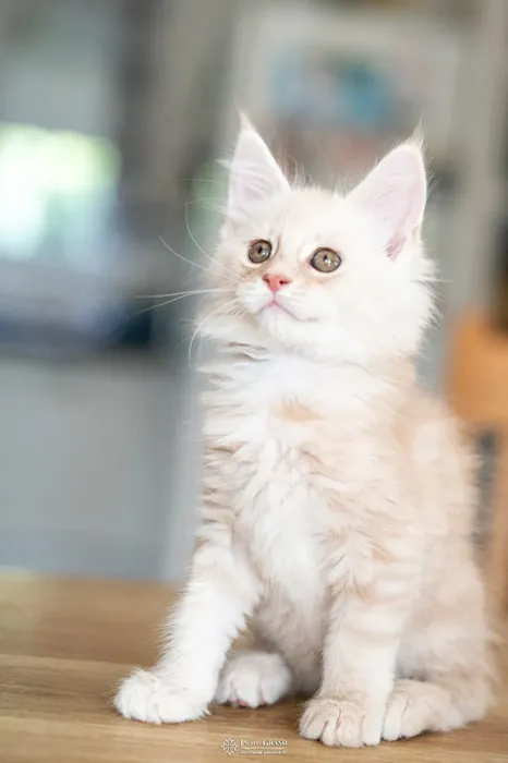 Abacoon's UGO, chaton Maine Coon de la portée du 13 octobre 2023, élevage Abacoon