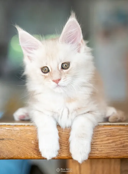Abacoon's UGO, chaton Maine Coon de la portée du 13 octobre 2023, élevage Abacoon