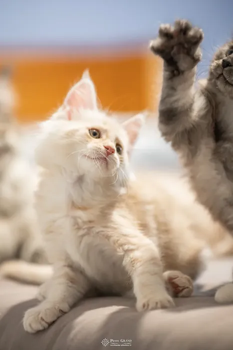 Abacoon's UGO, chaton Maine Coon de la portée du 13 octobre 2023, élevage Abacoon