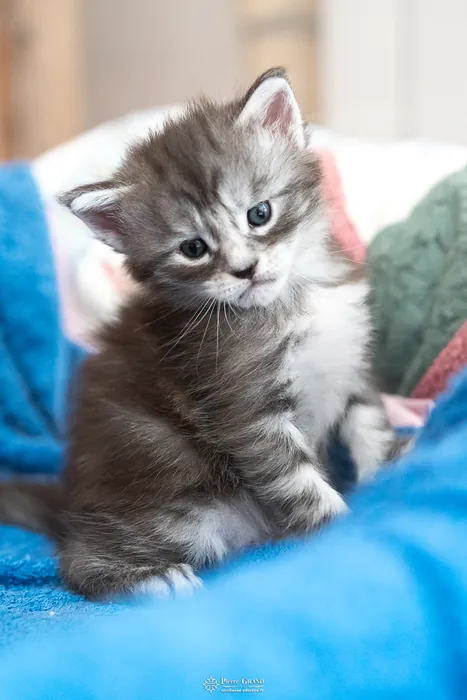 Abacoon's ALIZAH, chaton Maine Coon de la portée du 27 décembre 2025, élevage Abacoon