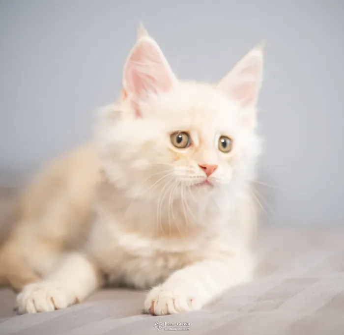 Abacoon's UGO, chaton Maine Coon de la portée du 13 octobre 2023, élevage Abacoon