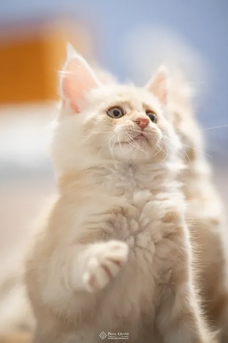 Abacoon's UGO, chaton Maine Coon de la portée du 13 octobre 2023, élevage Abacoon
