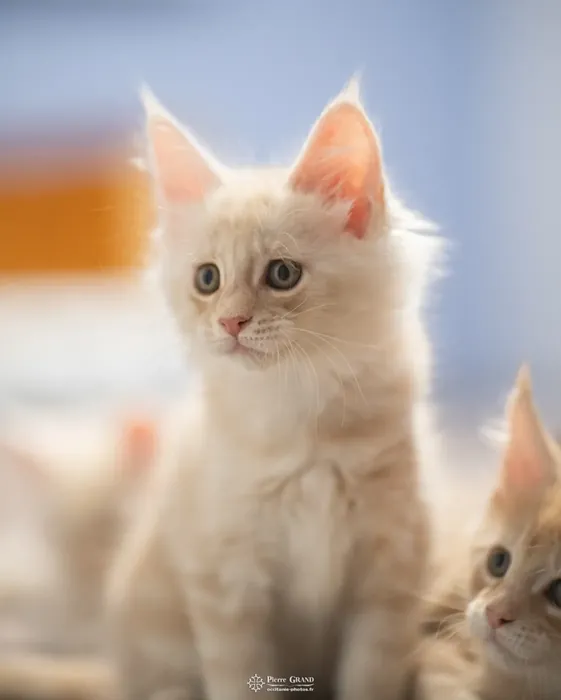 Abacoon's UGO, chaton Maine Coon de la portée du 13 octobre 2023, élevage Abacoon