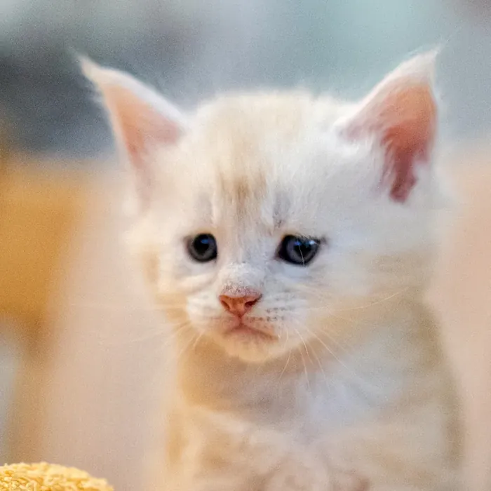 Abacoon's ULYSSE, chaton Maine Coon de la portée du 13 octobre 2023, élevage Abacoon