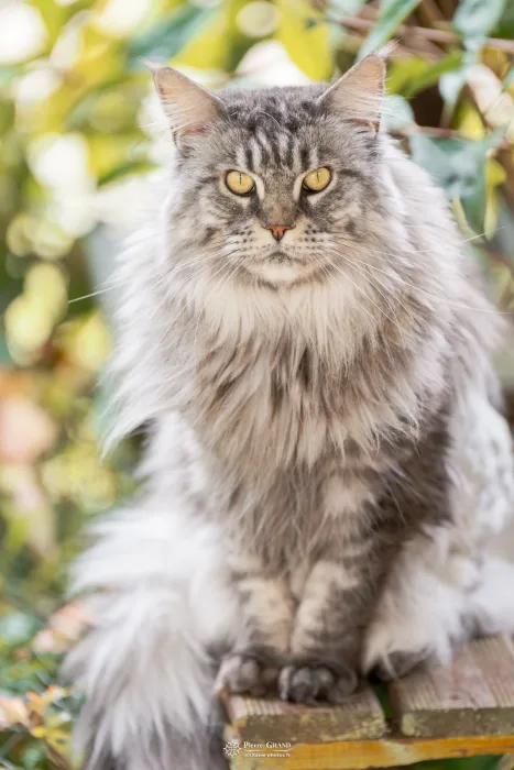 Abacoon's CHOCHAN, Maine Coon, élevage Abacoon