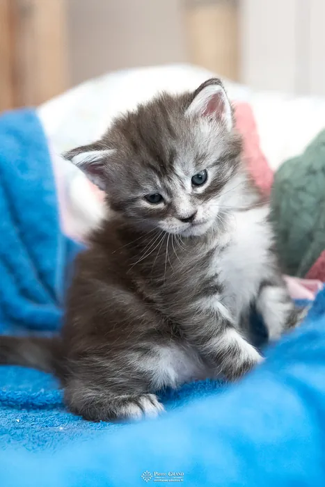Abacoon's ALIZAH, chaton Maine Coon de la portée du 27 décembre 2025, élevage Abacoon