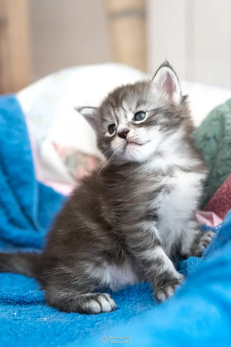 Abacoon's ALIZAH, chaton Maine Coon de la portée du 27 décembre 2025, élevage Abacoon