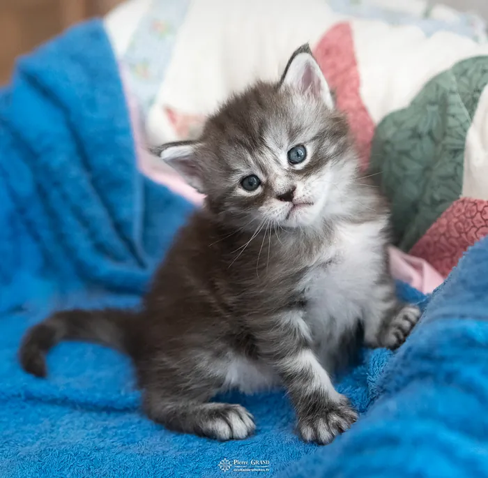 Abacoon's ALIZAH, chaton Maine Coon de la portée du 27 décembre 2025, élevage Abacoon