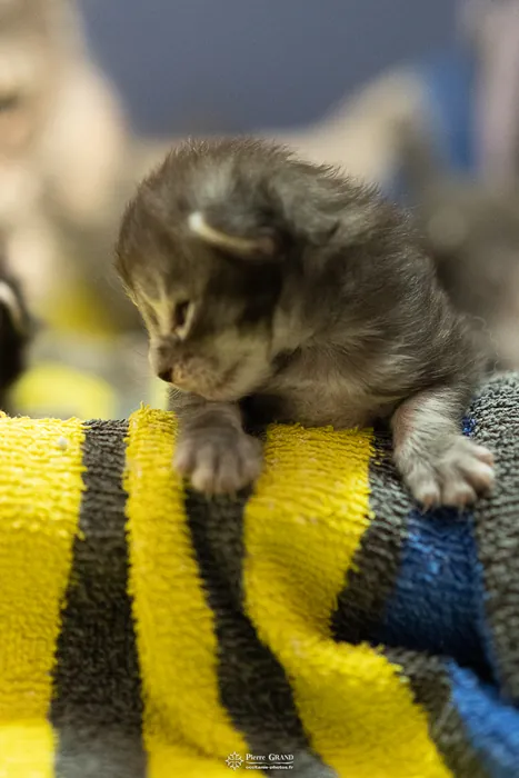 Abacoon's ALIZAH, chaton Maine Coon de la portée du 27 décembre 2025, élevage Abacoon