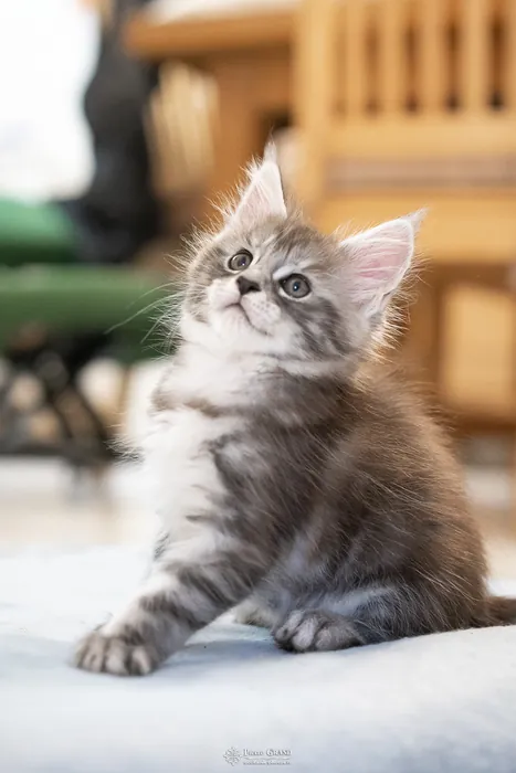 Abacoon's ALIZAH, chaton Maine Coon de la portée du 27 décembre 2025, élevage Abacoon