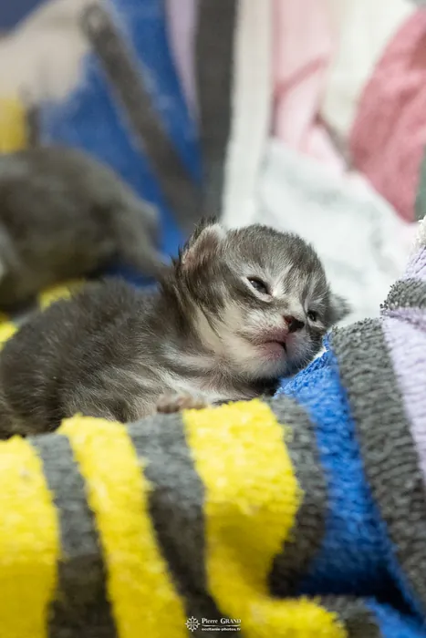 Abacoon's ALIZAH, chaton Maine Coon de la portée du 27 décembre 2025, élevage Abacoon