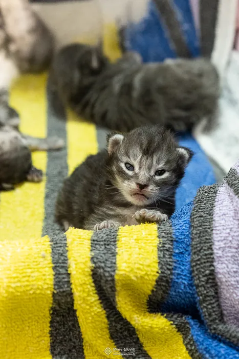 Abacoon's ALIZAH, chaton Maine Coon de la portée du 27 décembre 2025, élevage Abacoon