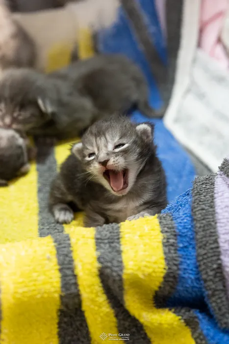 Abacoon's ALIZAH, chaton Maine Coon de la portée du 27 décembre 2025, élevage Abacoon