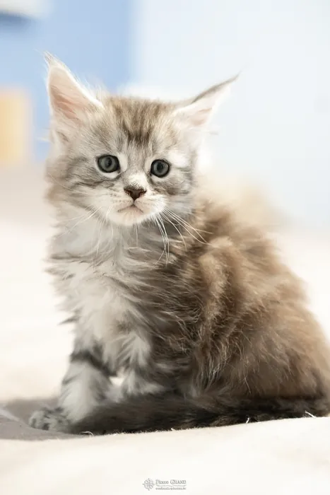 Abacoon's ARON, chaton Maine Coon de la portée du 27 décembre 2025, élevage Abacoon