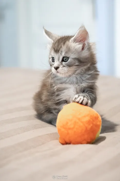 Abacoon's ARON, chaton Maine Coon de la portée du 27 décembre 2025, élevage Abacoon
