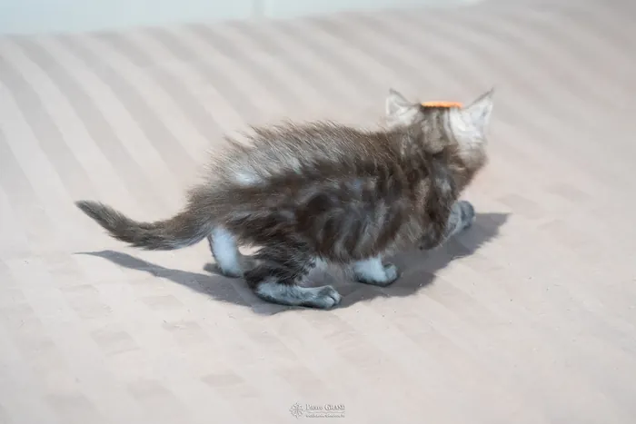 Abacoon's ARON, chaton Maine Coon de la portée du 27 décembre 2025, élevage Abacoon