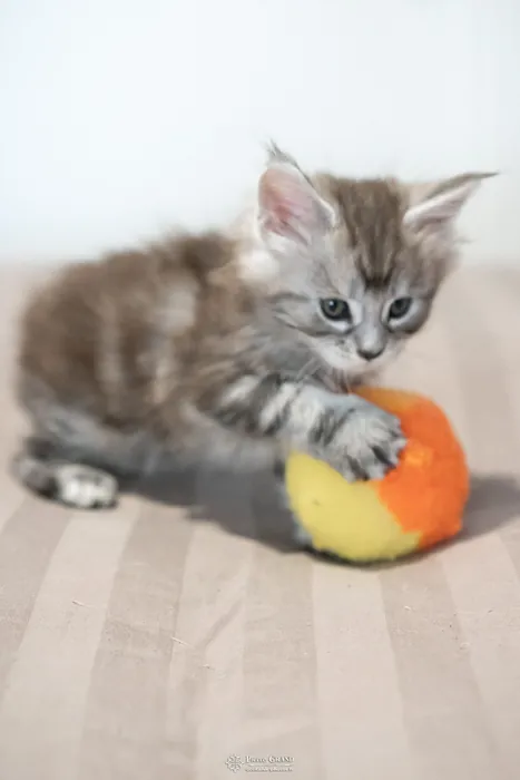 Abacoon's ARON, chaton Maine Coon de la portée du 27 décembre 2025, élevage Abacoon