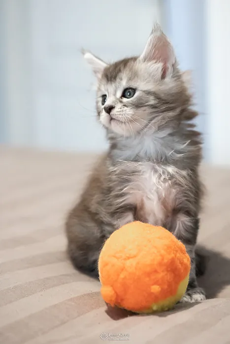 Abacoon's ARON, chaton Maine Coon de la portée du 27 décembre 2025, élevage Abacoon