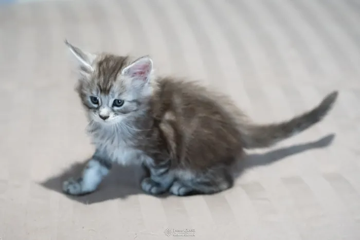 Abacoon's ARON, chaton Maine Coon de la portée du 27 décembre 2025, élevage Abacoon