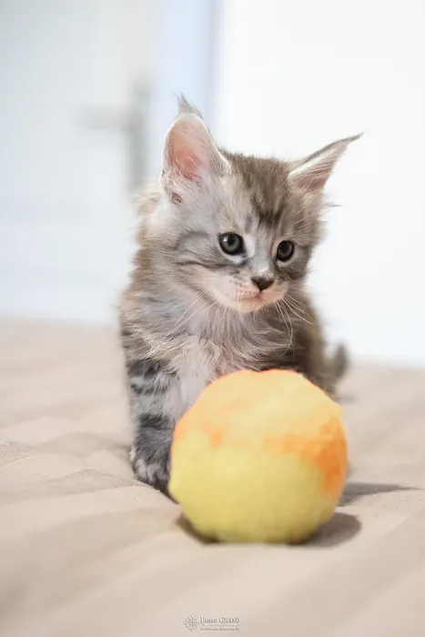 Abacoon's ARON, chaton Maine Coon de la portée du 27 décembre 2025, élevage Abacoon