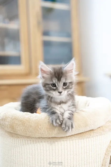Abacoon's ALIZAH, chaton Maine Coon de la portée du 27 décembre 2025, élevage Abacoon