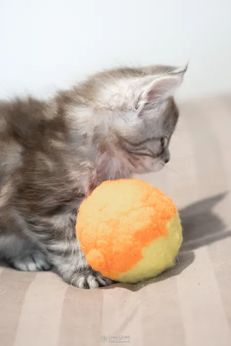 Abacoon's ARON, chaton Maine Coon de la portée du 27 décembre 2025, élevage Abacoon