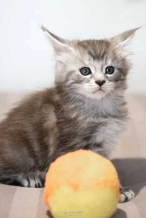 Abacoon's ARON, chaton Maine Coon de la portée du 27 décembre 2025, élevage Abacoon