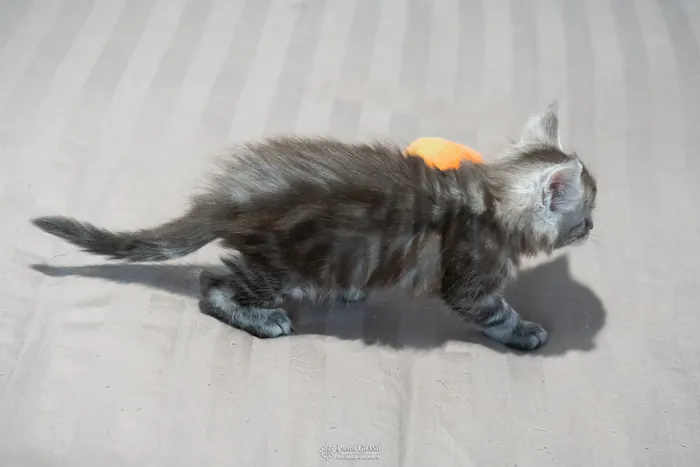Abacoon's ARON, chaton Maine Coon de la portée du 27 décembre 2025, élevage Abacoon