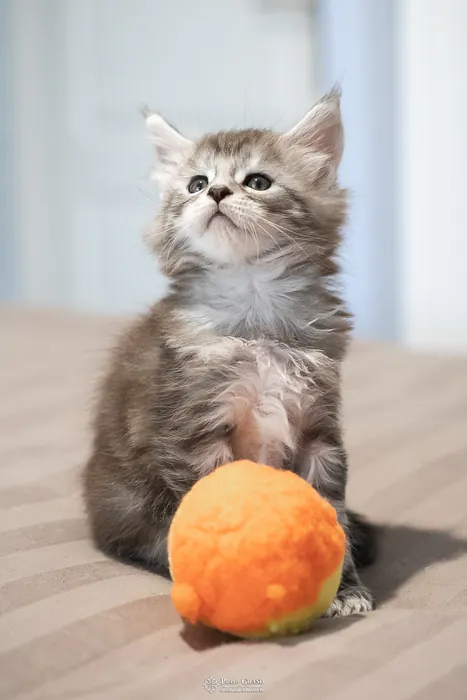 Abacoon's ARON, chaton Maine Coon de la portée du 27 décembre 2025, élevage Abacoon