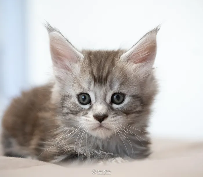 Abacoon's ARON, chaton Maine Coon de la portée du 27 décembre 2025, élevage Abacoon