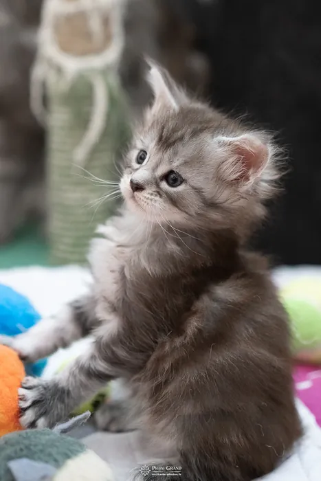 Abacoon's ARON, chaton Maine Coon de la portée du 27 décembre 2025, élevage Abacoon