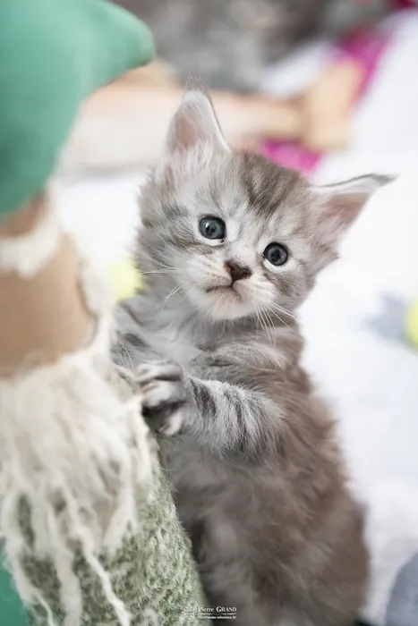 Abacoon's ARON, chaton Maine Coon de la portée du 27 décembre 2025, élevage Abacoon
