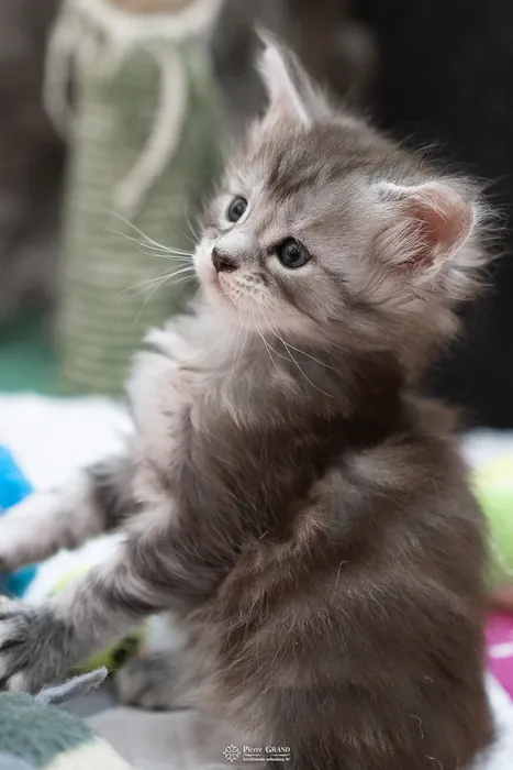 Abacoon's ARON, chaton Maine Coon de la portée du 27 décembre 2025, élevage Abacoon