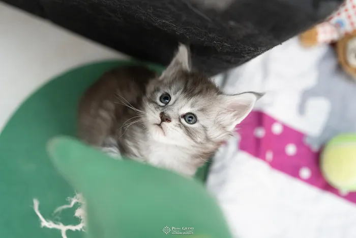 Abacoon's ARON, chaton Maine Coon de la portée du 27 décembre 2025, élevage Abacoon