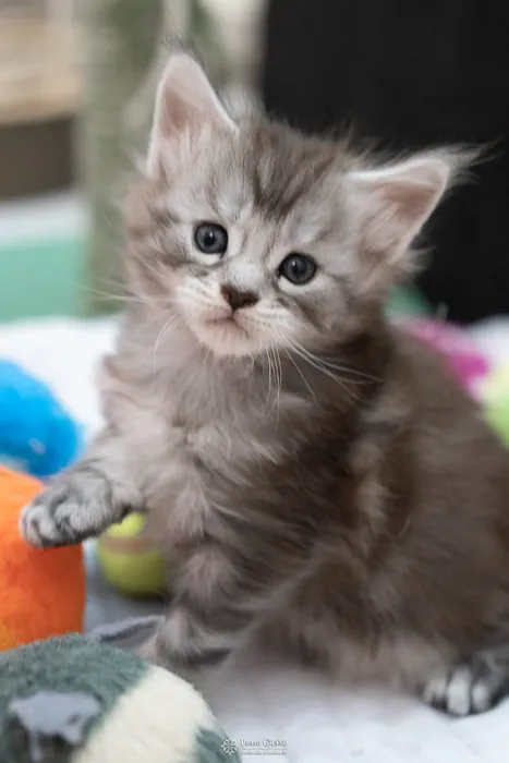 Abacoon's ARON, chaton Maine Coon de la portée du 27 décembre 2025, élevage Abacoon