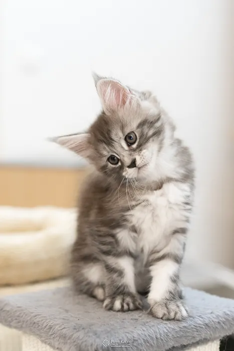 Abacoon's ALIZAH, chaton Maine Coon de la portée du 27 décembre 2025, élevage Abacoon