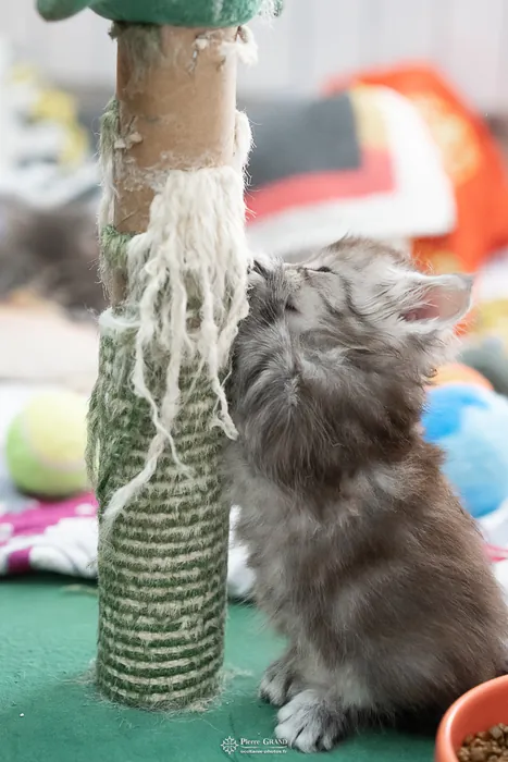 Abacoon's ARON, chaton Maine Coon de la portée du 27 décembre 2025, élevage Abacoon