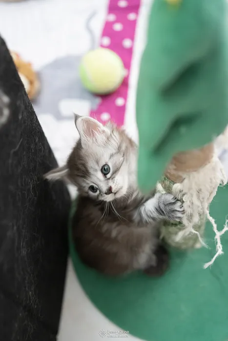 Abacoon's ARON, chaton Maine Coon de la portée du 27 décembre 2025, élevage Abacoon
