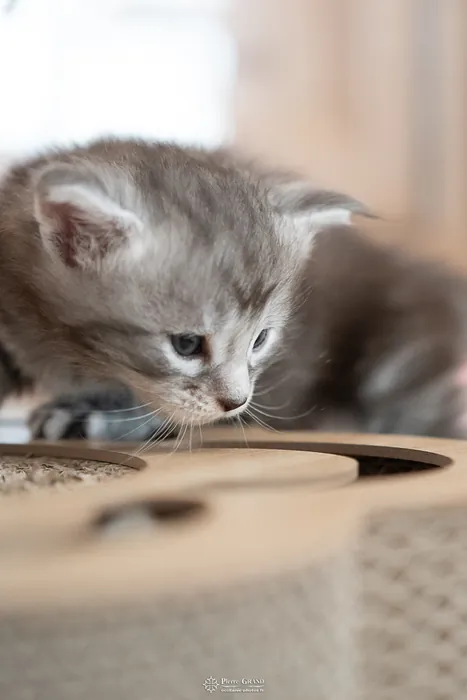 Abacoon's ARON, chaton Maine Coon de la portée du 27 décembre 2025, élevage Abacoon