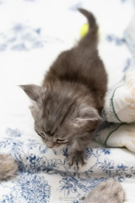 Abacoon's ARON, chaton Maine Coon de la portée du 27 décembre 2025, élevage Abacoon