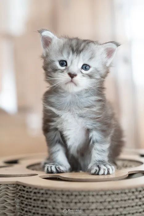 Abacoon's ARON, chaton Maine Coon de la portée du 27 décembre 2025, élevage Abacoon