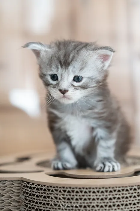 Abacoon's ARON, chaton Maine Coon de la portée du 27 décembre 2025, élevage Abacoon